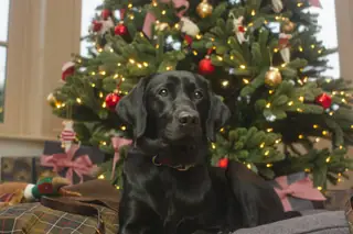Lit tree with red ornaments