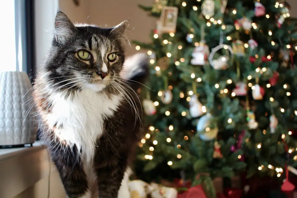 A long-haired cat on a windowsill in front of a Christmas tree lit with warm white lights