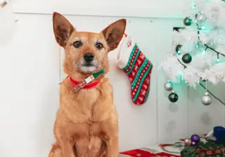 Dog beside a white tree
